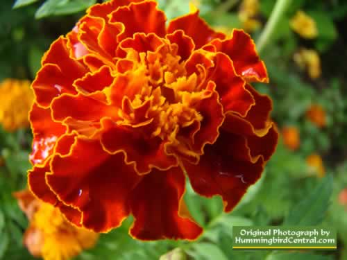 Orange Marigold