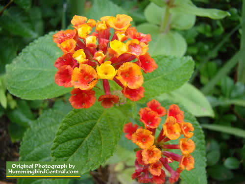 Orange and Gold Lantana