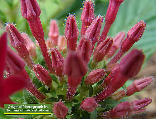 Pink Pentas about to bloom
