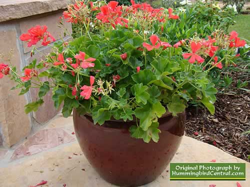 Red Geraniums