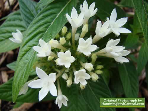 White Pentas
