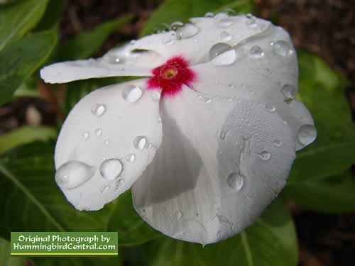 White Periwinkle