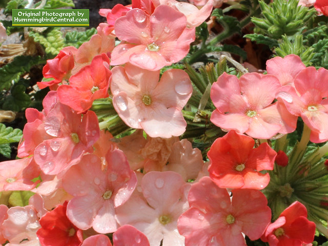 Orange Verbena Orange Verbena