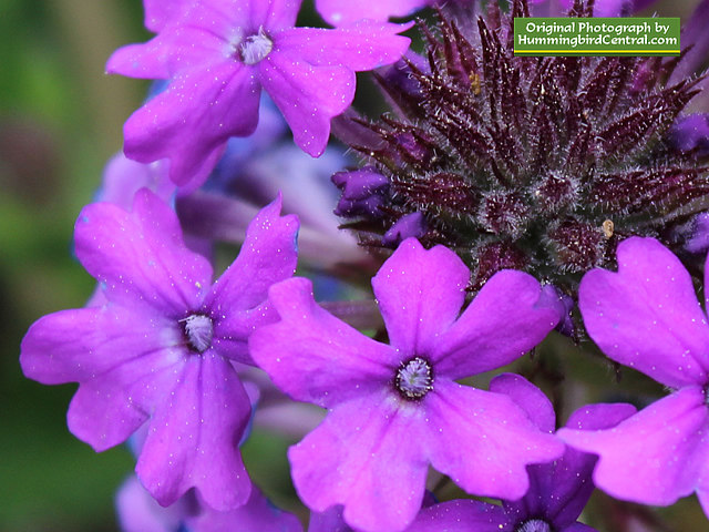 Purple Verbena Purple Verbena