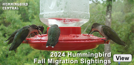 Click to view 2024 hummingbird fall migration sightings