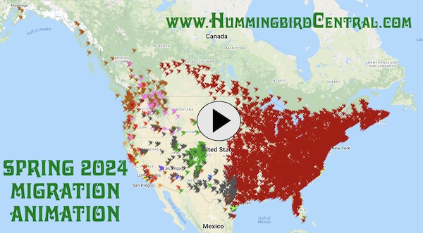 click to view an animated version of the spring 2024 hummingbird migration