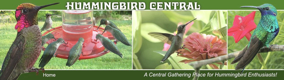 Hummingbird Central ... A Central Gathering Place for Hummingbird Entusiasts!