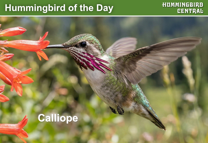 Hummingbird of the Day: Calliope. The smallest bird found in North America north of Mexico. Favors mountain areas and alpine meadows of the Northwest U.S.

Calliope Hummingbirds primarily breed at high elevations in the mountains of northwestern United States and Canada into Alaska. In Canada, they occur from southern British Columbia and Alberta, and also south to Colorado, Nevada and southern California and Arizona.