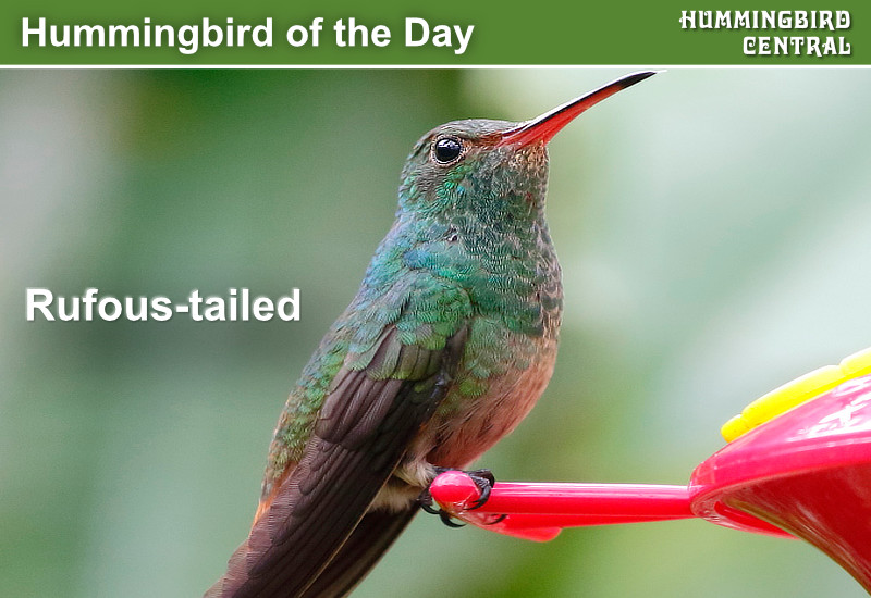Hummingbird of the Day: Rufous-tailed