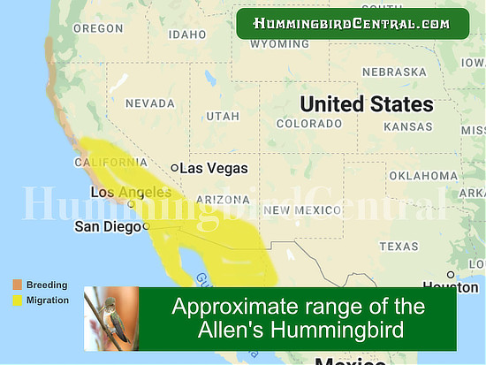Map of the Range of the Allen's Hummingbird