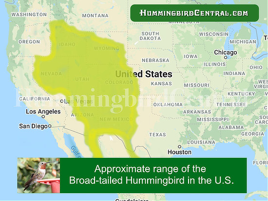 Map of the Range of the Broad-tailed Hummingbird