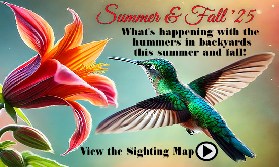 What's happening with the hummingbirds in your backyard this summer and fall ... view the sightings map!