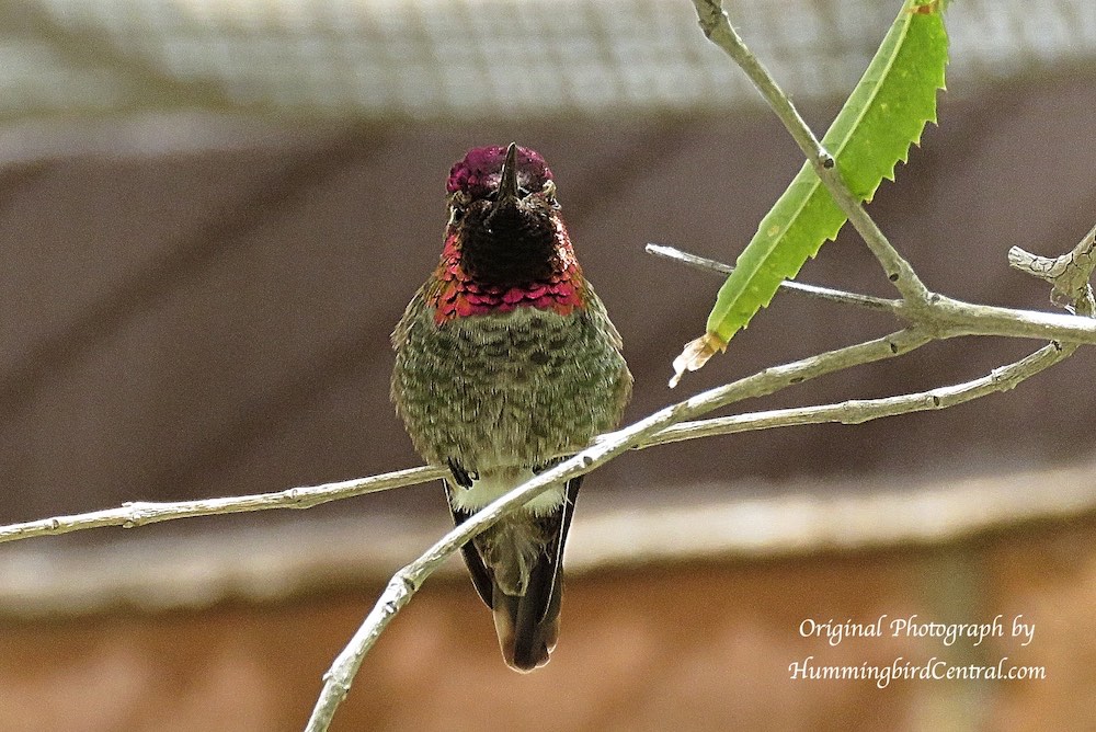 Hummingbird at the Arizona-Sonora Desert Museum in Tucson