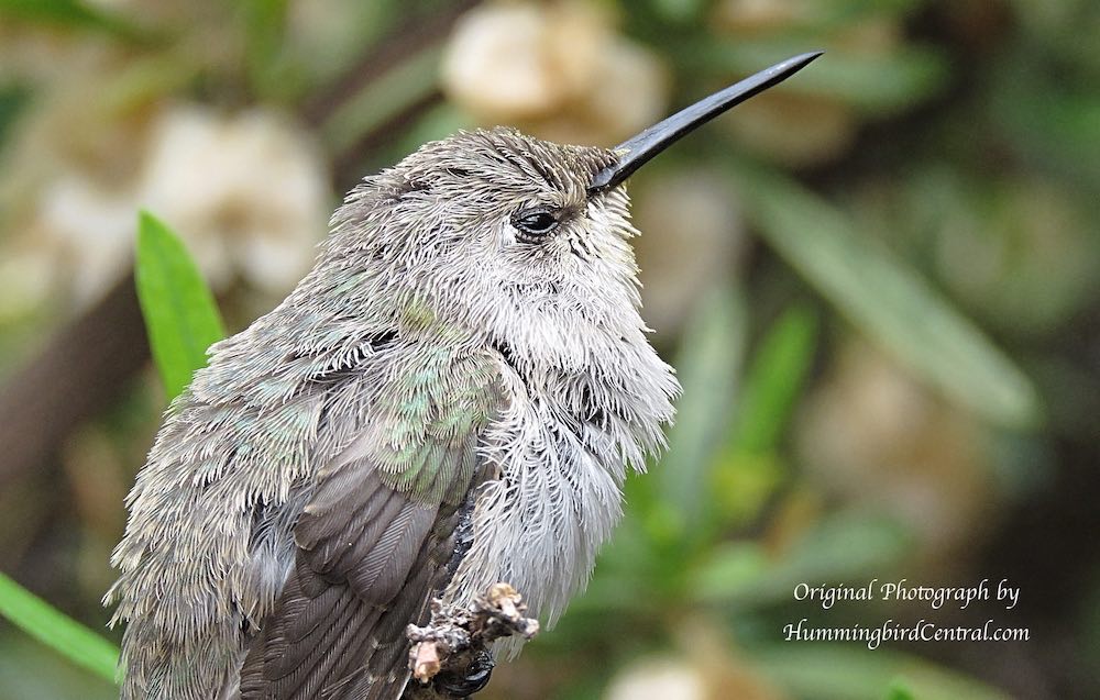 Hummingbird at the Arizona-Sonora Desert Museum in Tucson