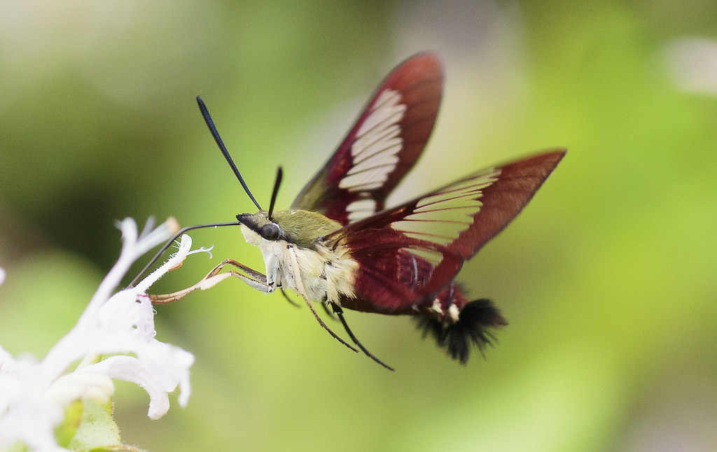 Hummingbird Clearwing Moth