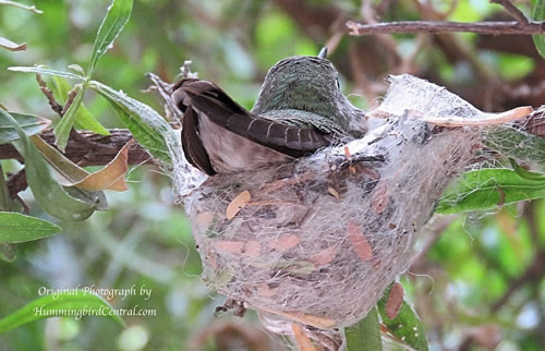 Hummingbird on nest 