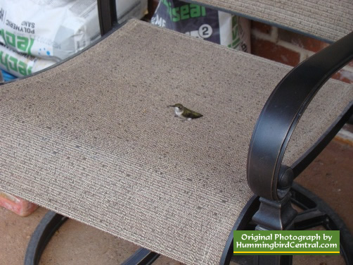 Everybody needs to sit and rest sometimes! ... Hummingbird on a big chair