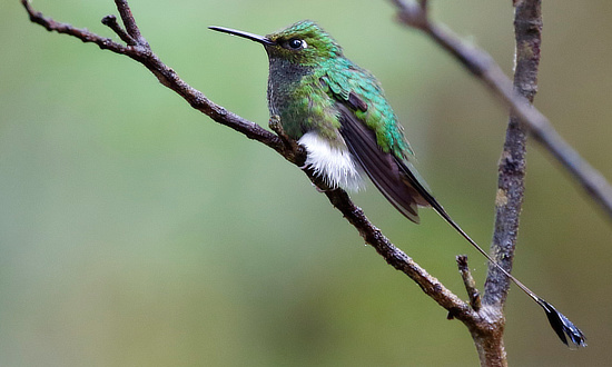 White-bellied Mountain Gem Hummingbird