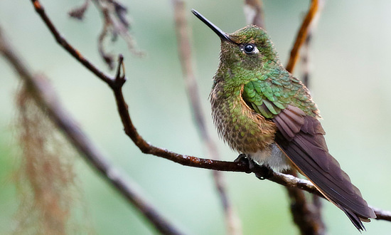 Buff-tailed Coronet Hummingbird