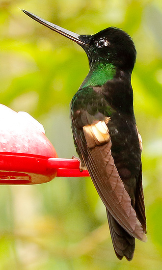 Buff-winged Starfrontlet Hummingbird