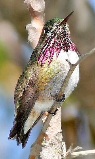 Calliope Hummingbird