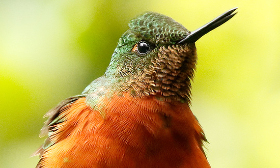 Chestnut-Breasted Coronet Hummingbird