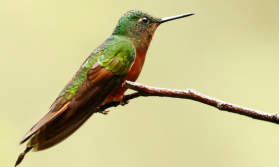 Chestnut-breasted Coronet Hummingbird