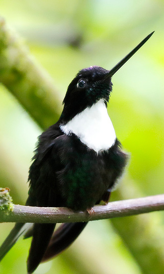 Collared Inca Hummingbird