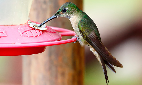 Fawn-breasted Brilliant Hummingbird