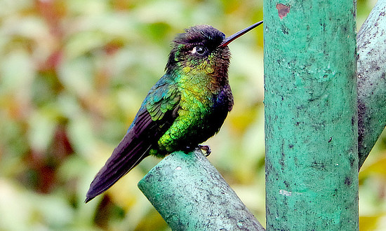 Fiery-throated Hummingbird