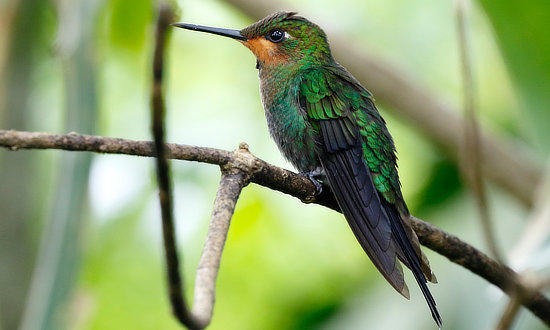 Green-crowned Brilliant Hummingbird