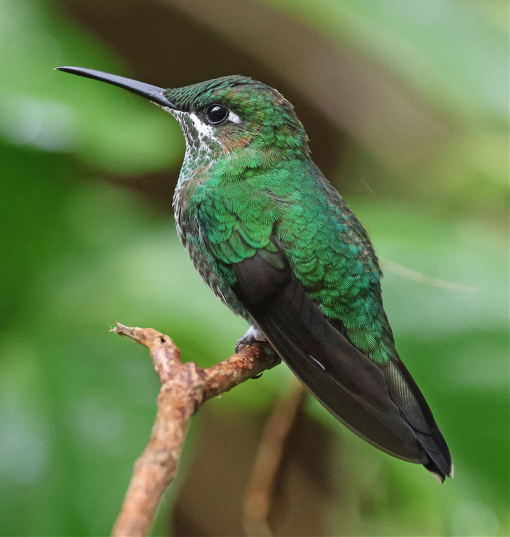 Green-crowned Brilliant Hummingbird