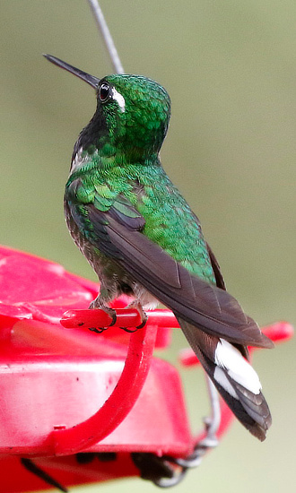 Purple-billed Whitetip Hummingbird