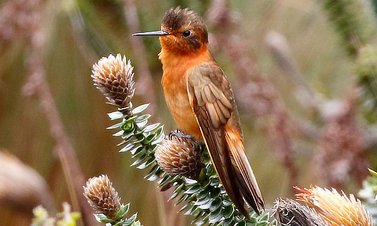 Shining Sunbeam Hummingbird