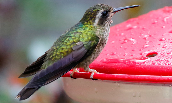 Speckled Hummingbird