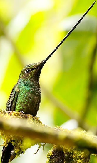 Green-crowned Brilliant Hummingbird
