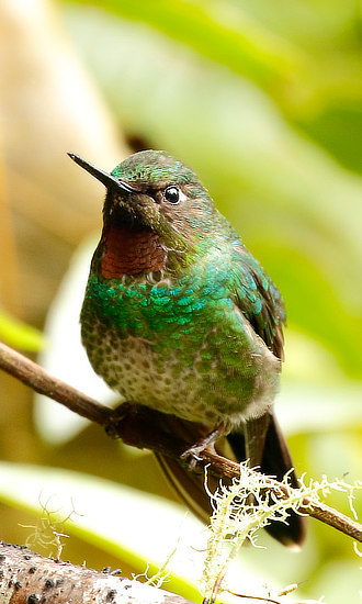 Tourmaline Sunangel Hummingbird