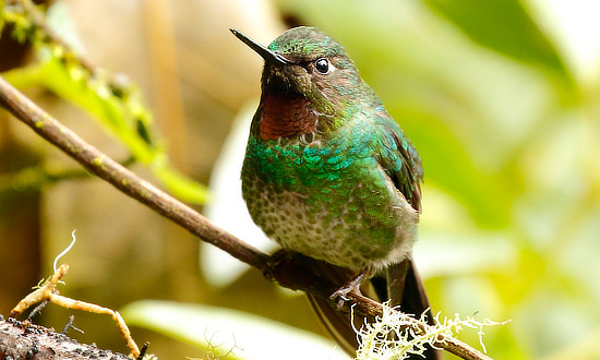 Tourmaline Sunangel Hummingbird