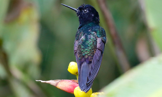 Velvet-purple Coronet Hummingbird