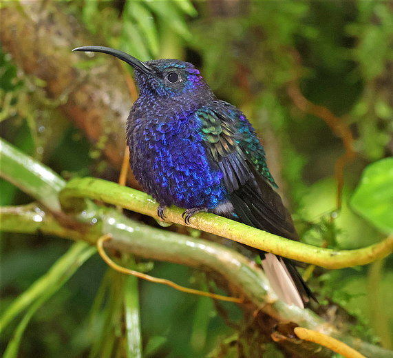 Violet Sabrewing Hummingbird