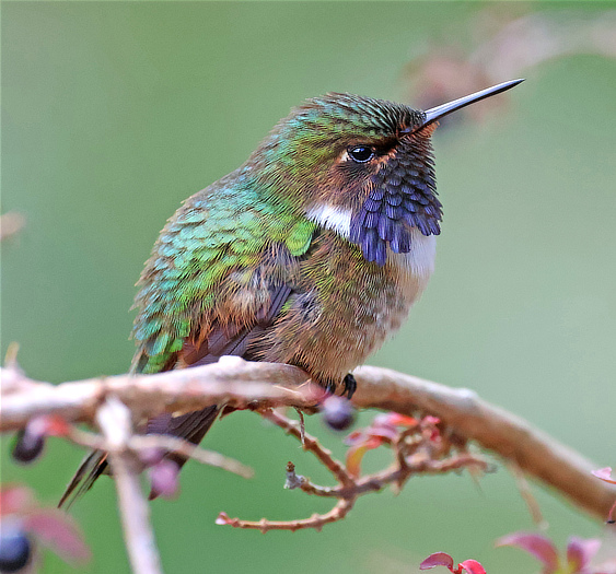 Volcano Hummingbird