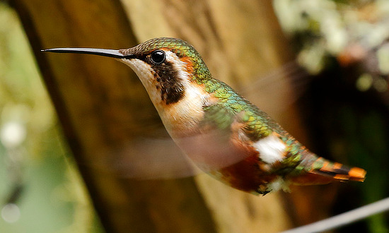 White-bellied Woodstar Hummingbird