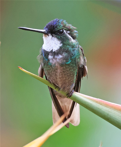 White-throated Mountain-gem Hummingbird