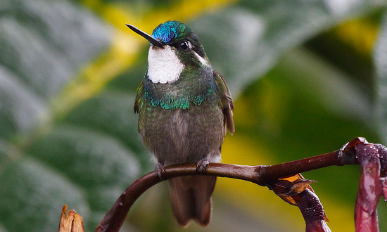White-throated Mountain Gem Hummingbird