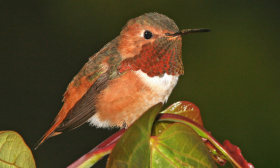 Allen's Hummingbird