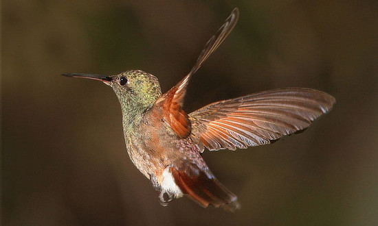Berylline Hummingbird