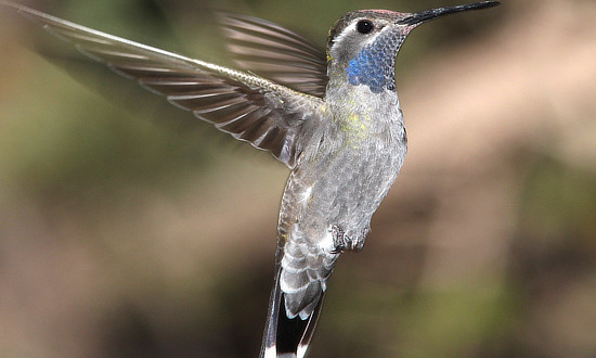 Blue-throated Hummingbird