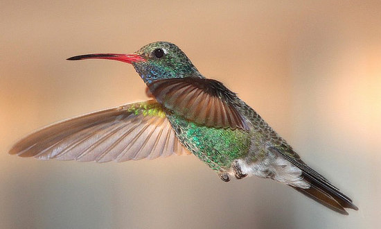 Broad-billed Hummingbird