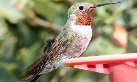 Broad-tailed Hummingbird