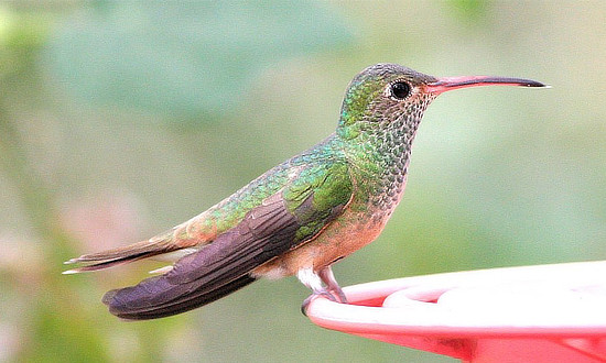 Buff-bellied Hummingbird